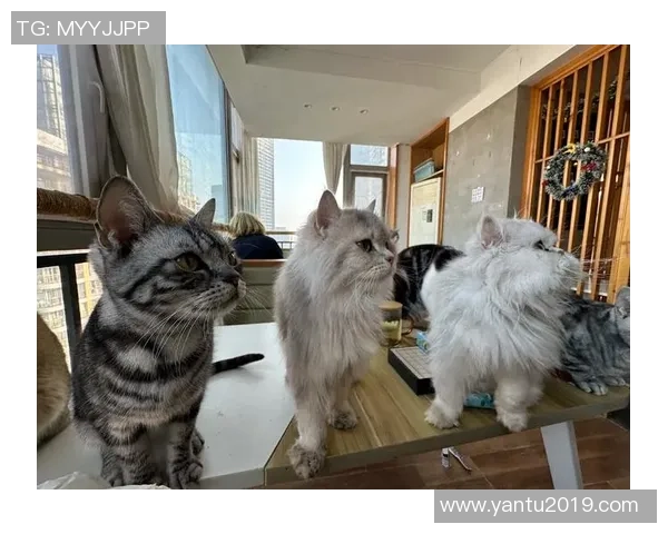 足球明星与他们的宠物狗猫共度快乐时光的温馨故事